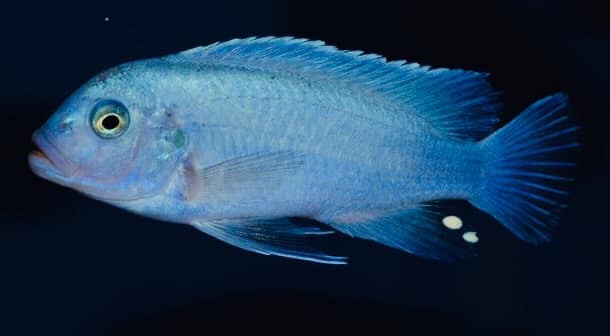 Maylandia callainos 'Nakantenga Reef'